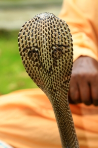 Could The Ancient Egyptian Mythological God, Atum, As The Cosmic Seed Of Life Be The Reason WhyThe Back Of This King Cobra's Head Looks Like Black Cosmic  Meteoric Seeds & The Imprint Of A Human-Like Face?